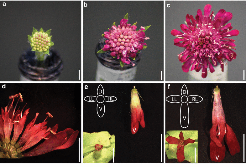 Fig. 1