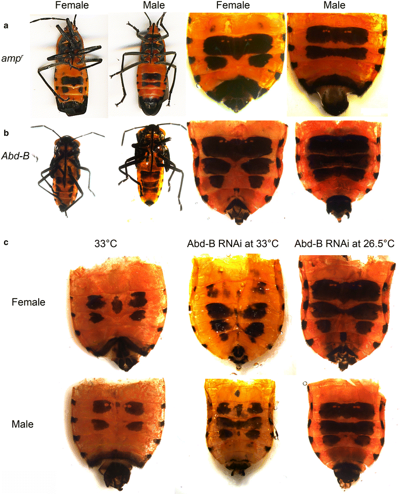 Fig. 4