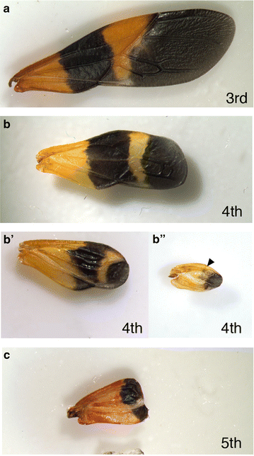 Fig. 6