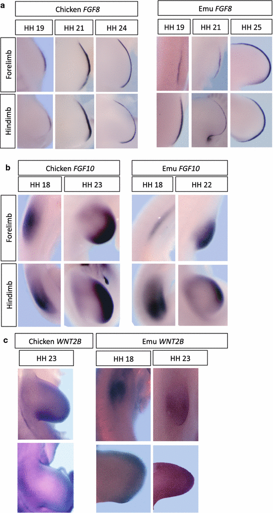 Fig. 5