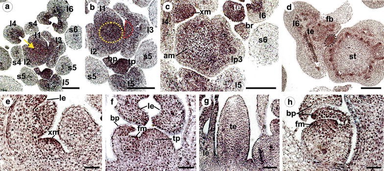 Fig. 6