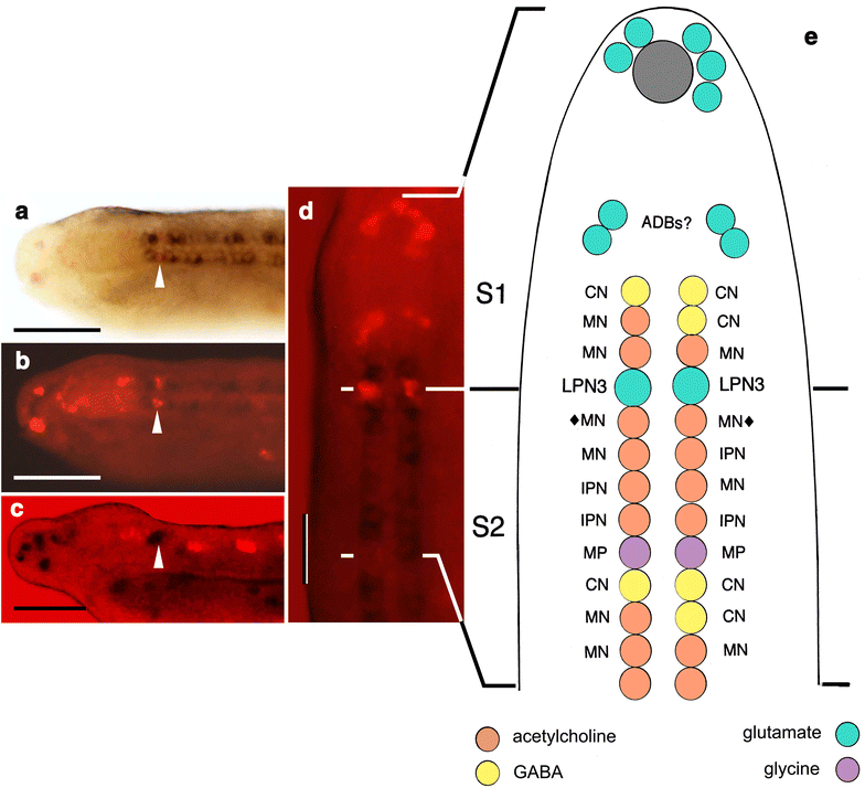 Fig. 2