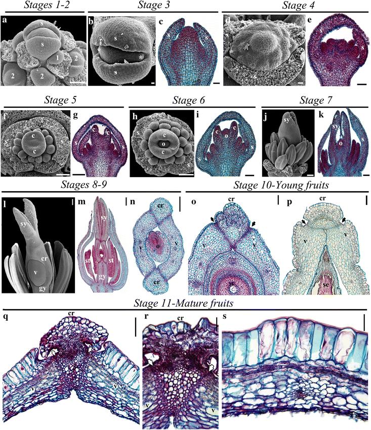 Fig. 5