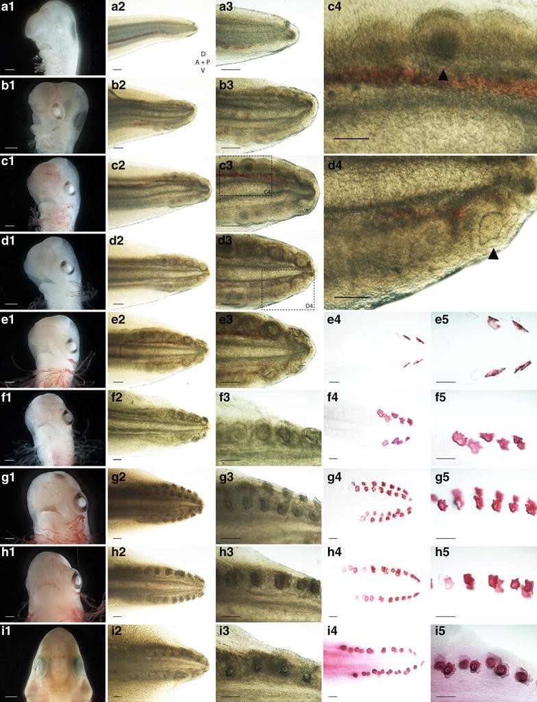 Fig. 2