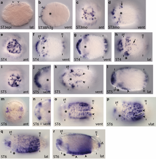 Fig. 5