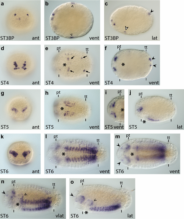 Fig. 8