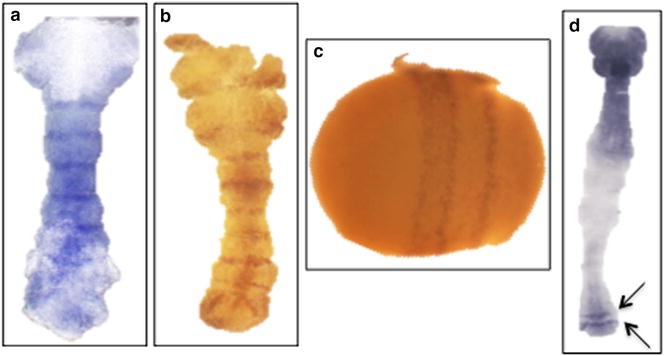 Fig. 1