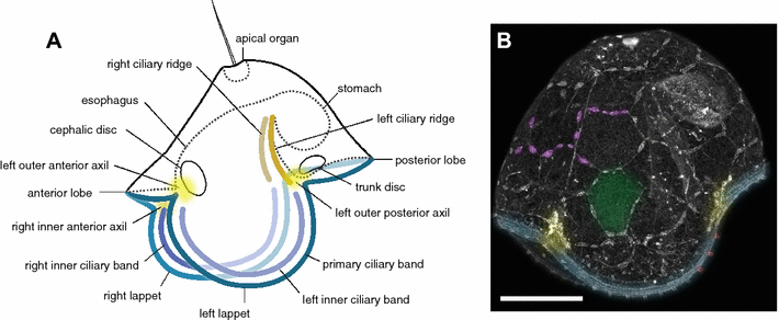 Fig. 1