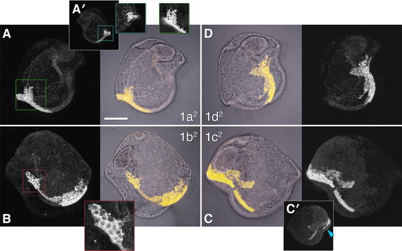 Fig. 2