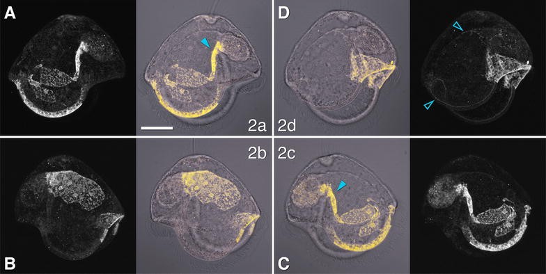 Fig. 4