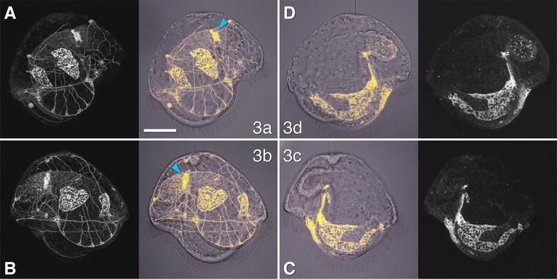 Fig. 5