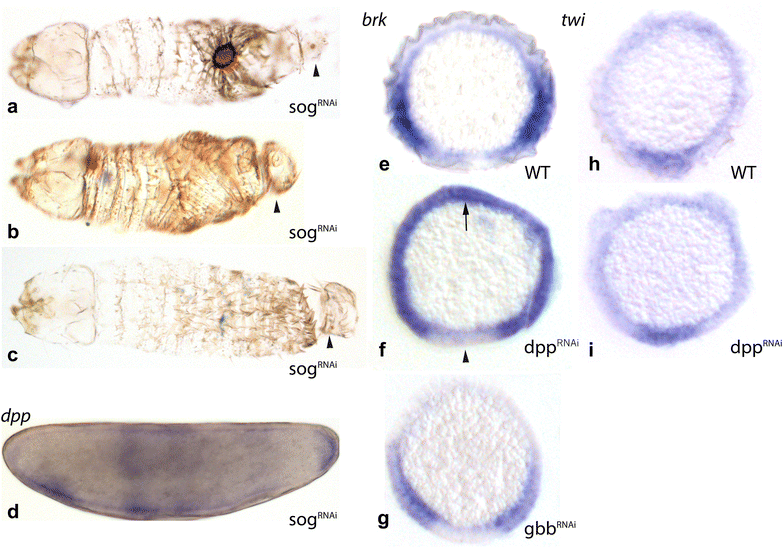 Fig. 5