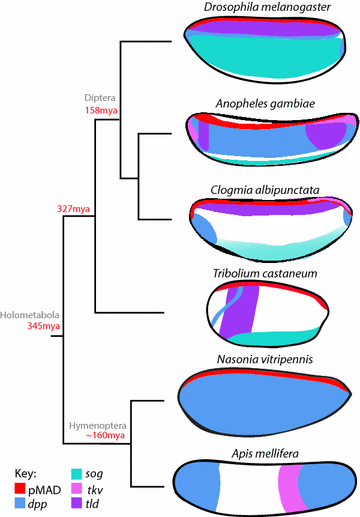 Fig. 6