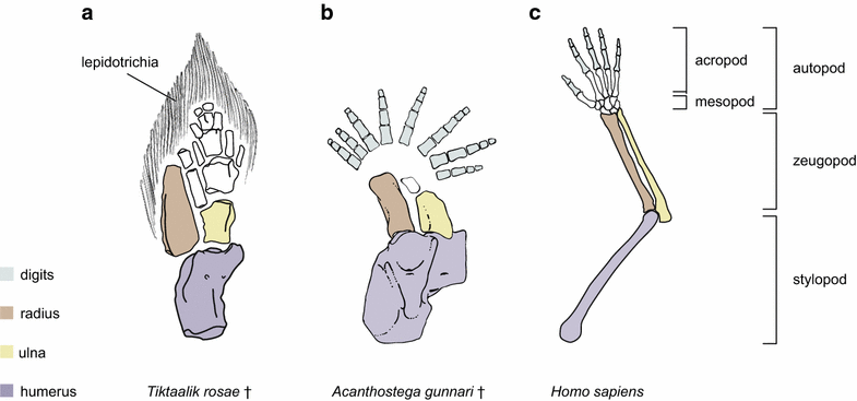 Fig. 1