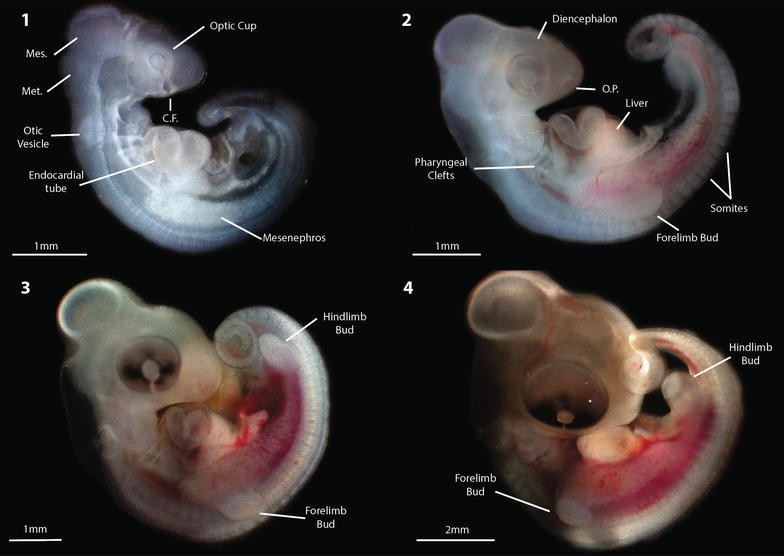 Fig. 2