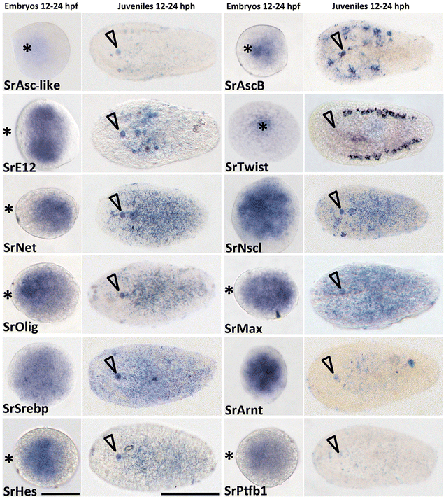 Fig. 3