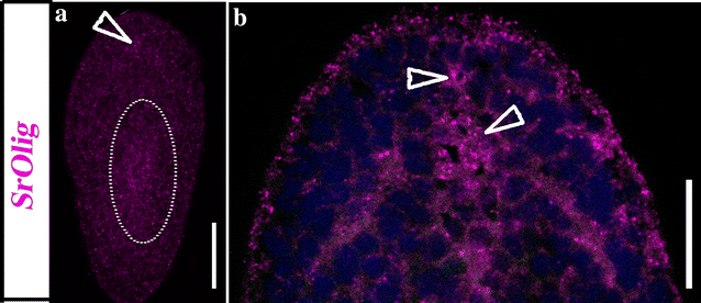 Fig. 6