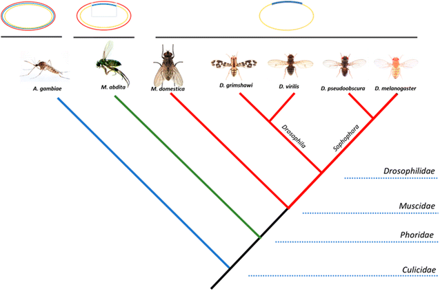 Fig. 1