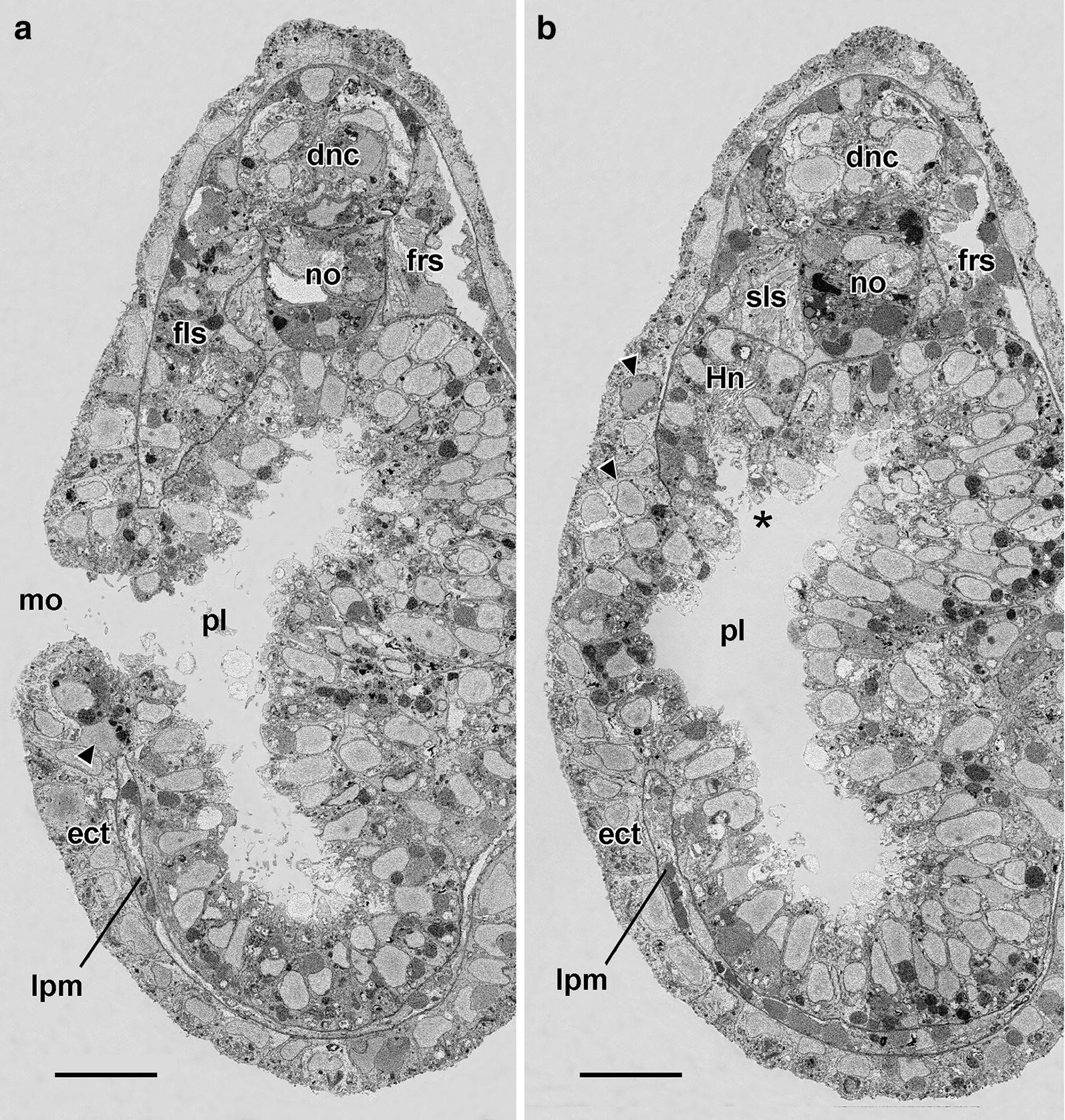 Fig. 11