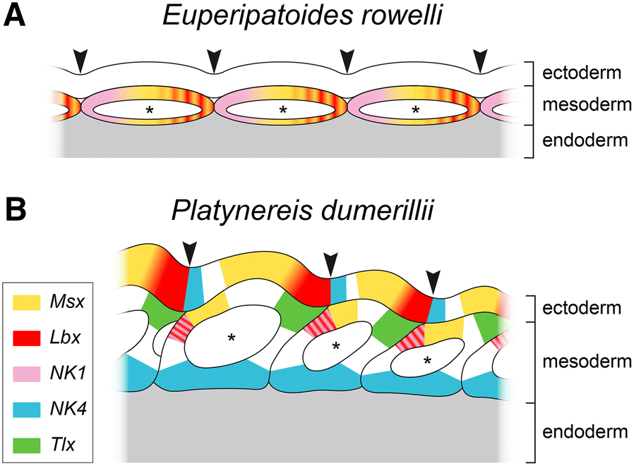 Fig. 14