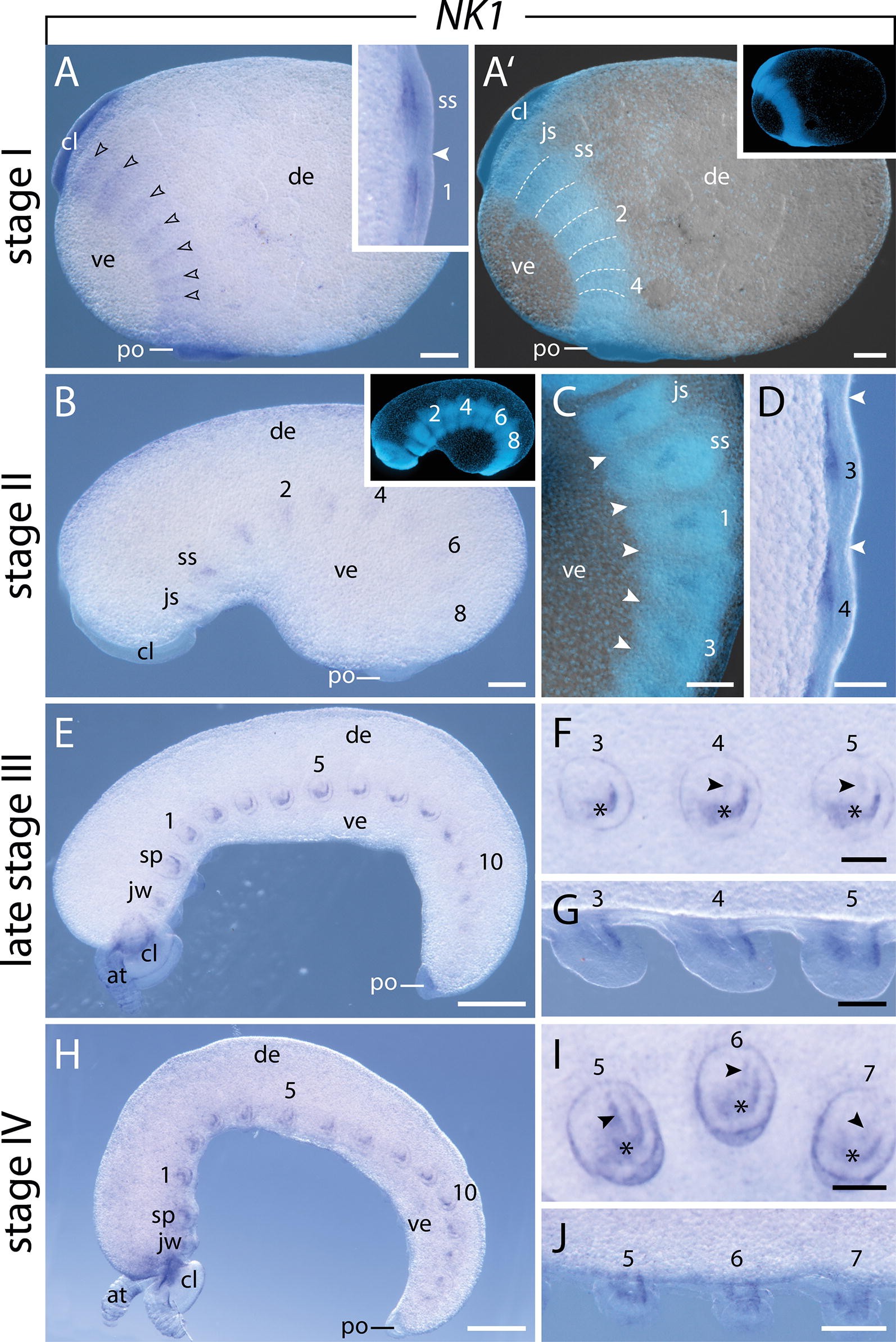 Fig. 4