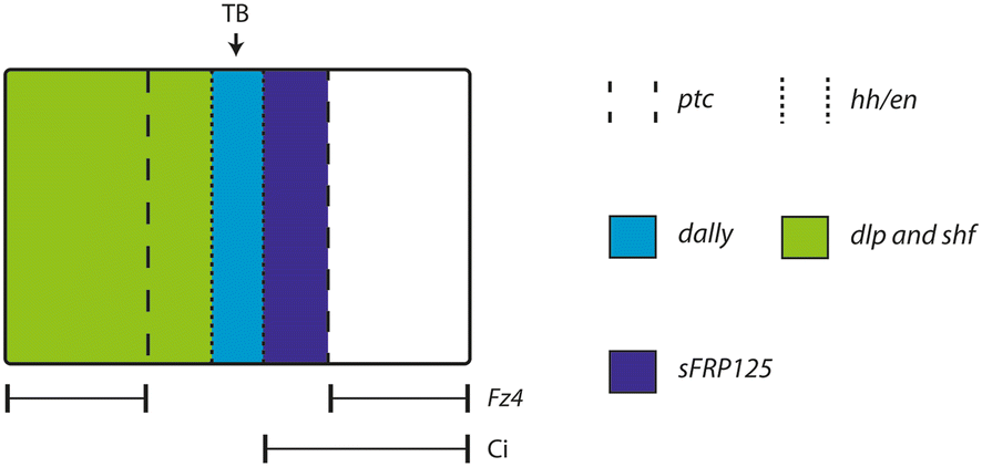 Fig. 11