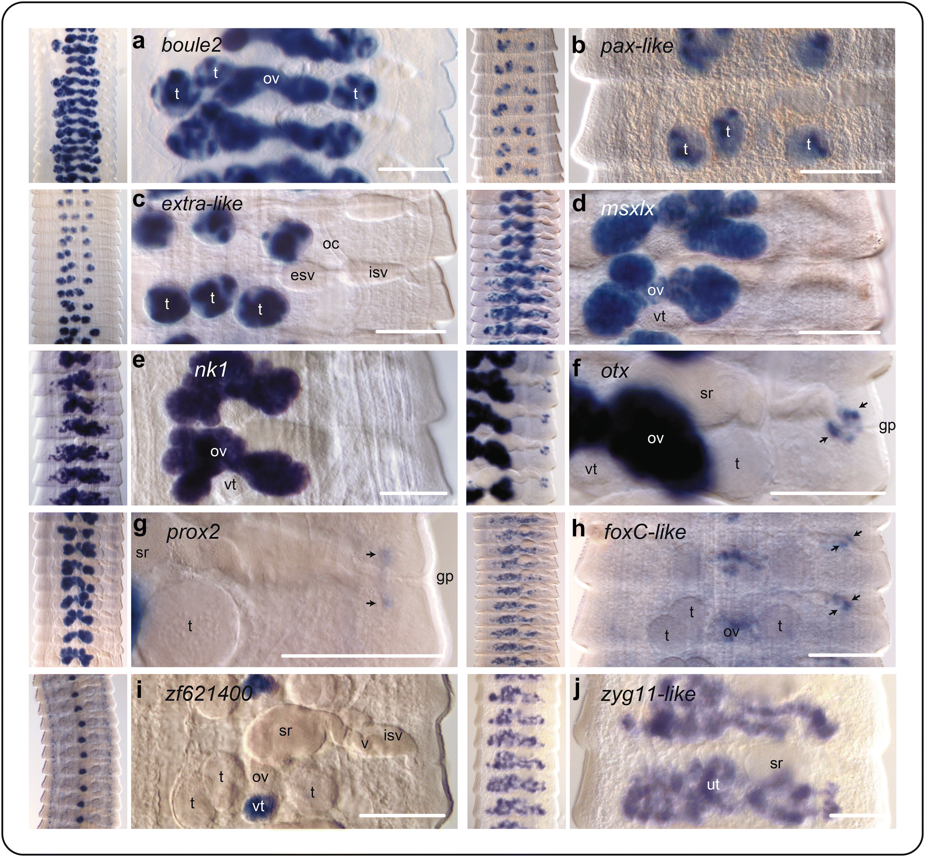 Fig. 6