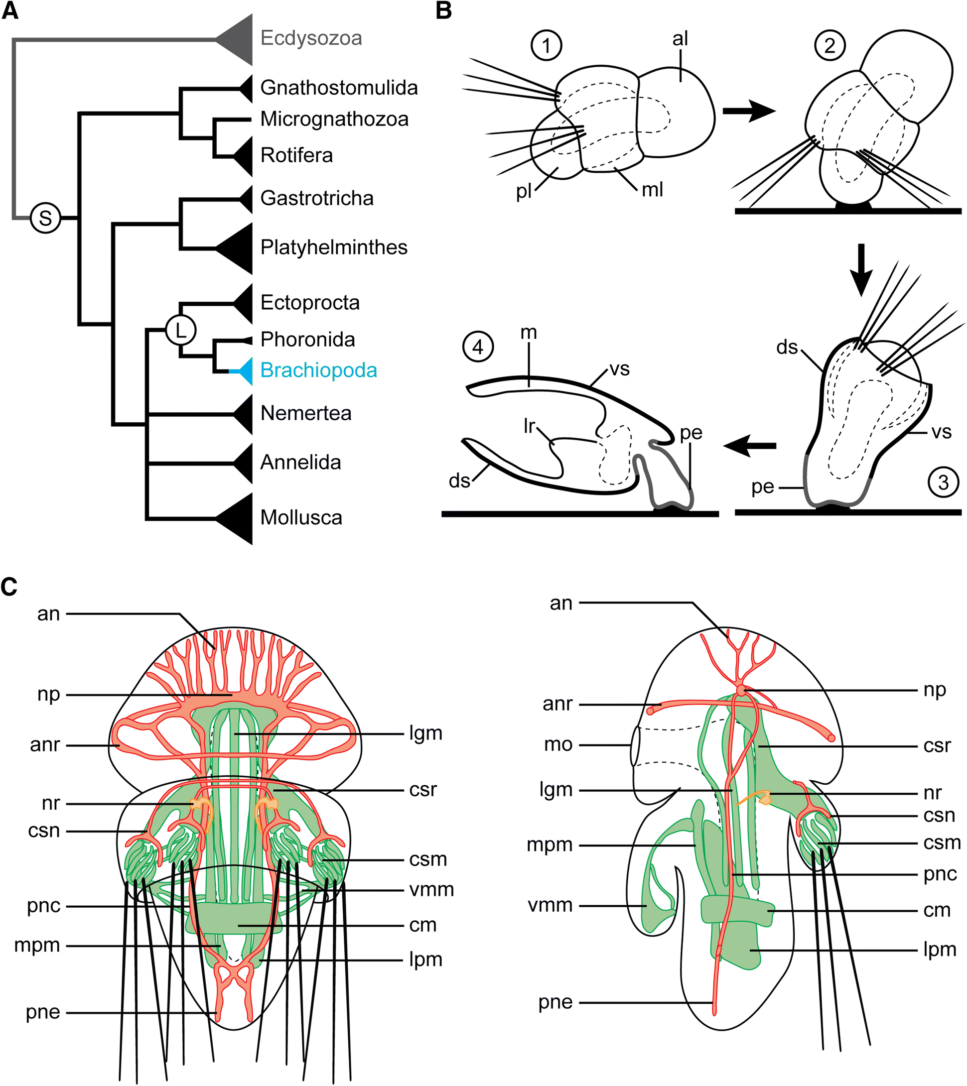 Fig. 1