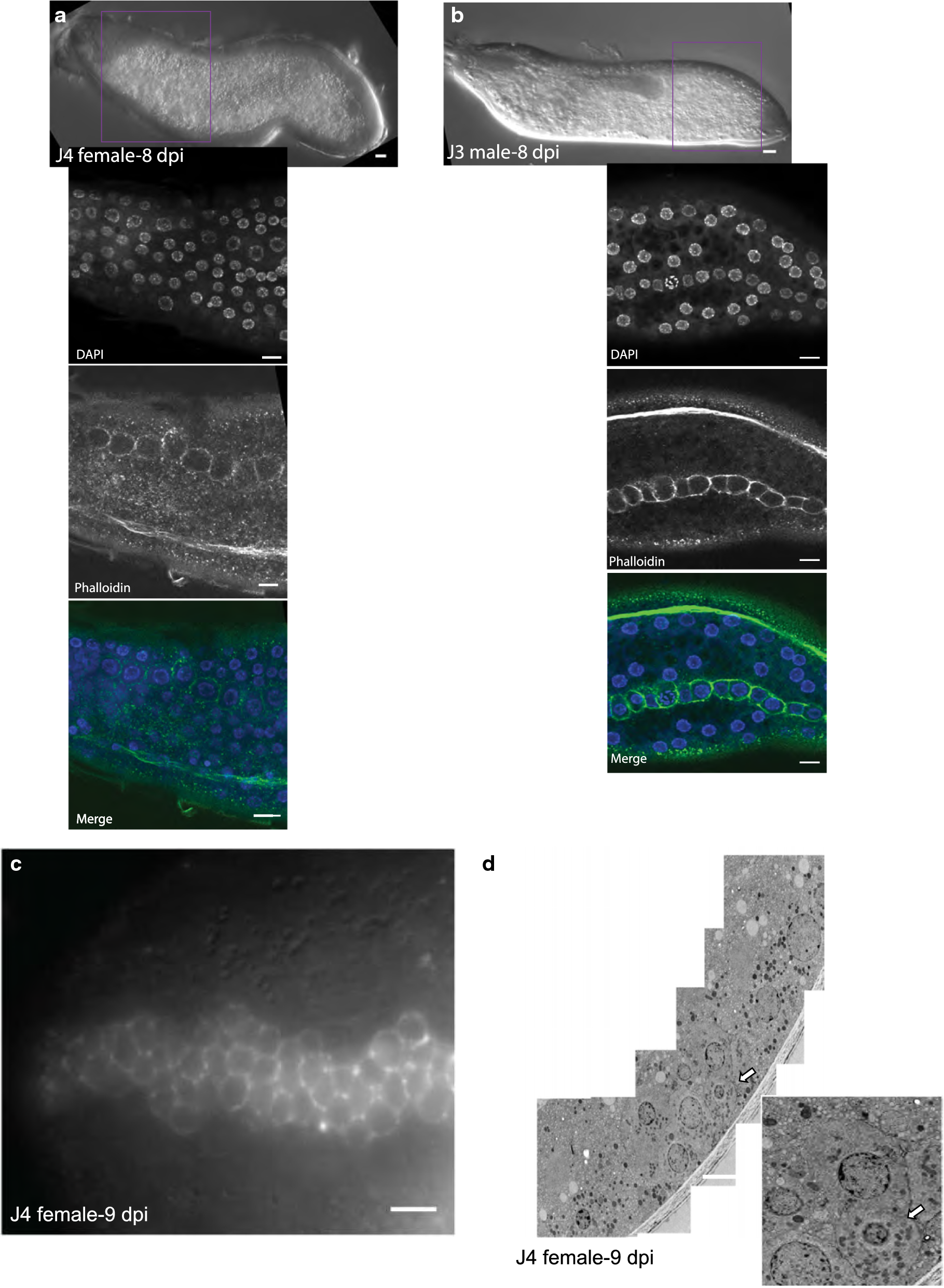 Fig. 11