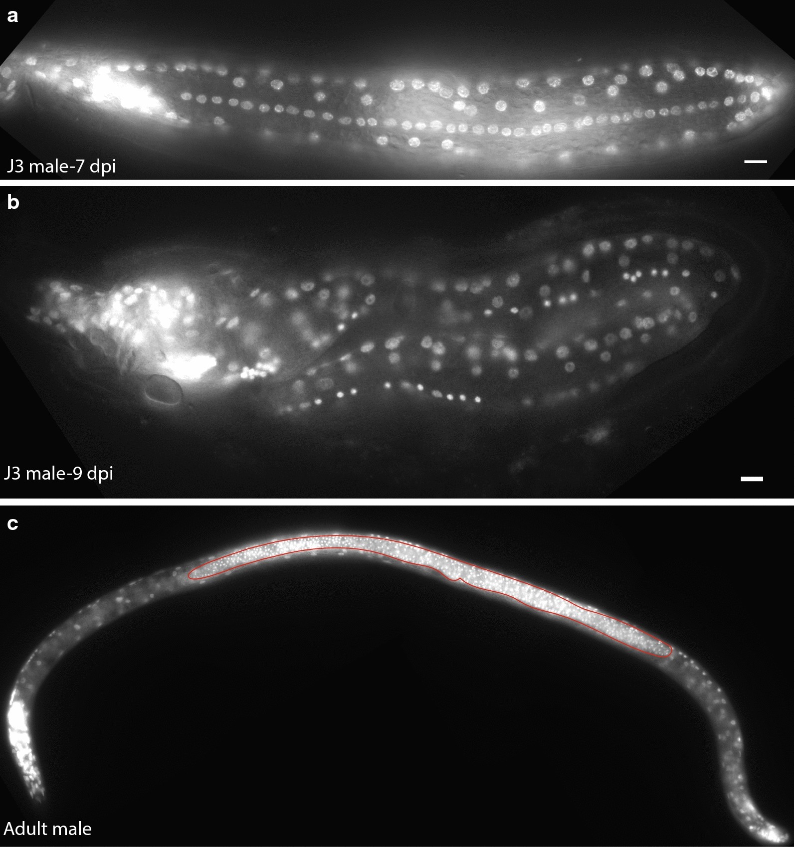 Fig. 12