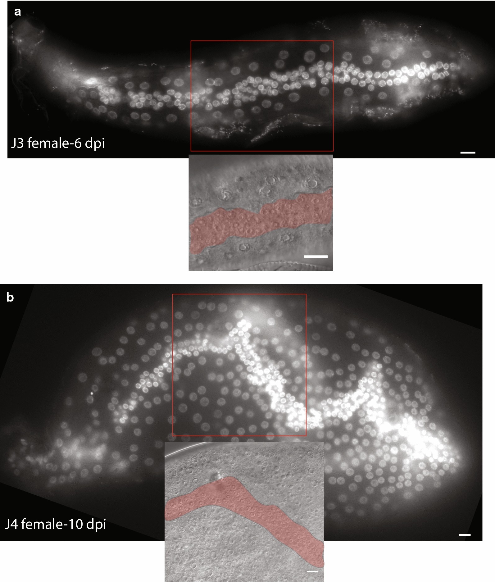 Fig. 9