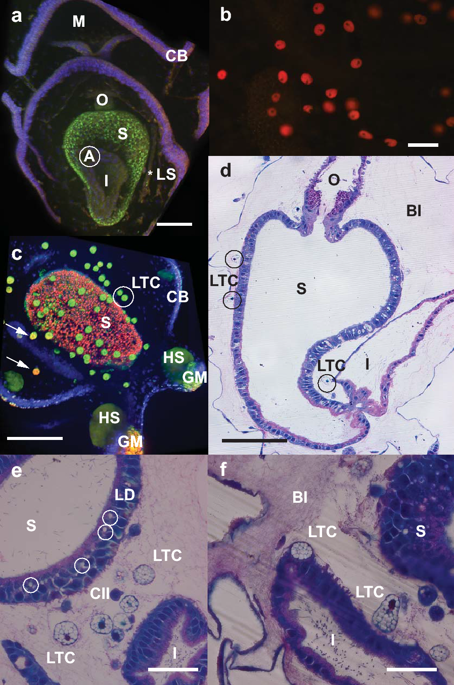 Fig. 2