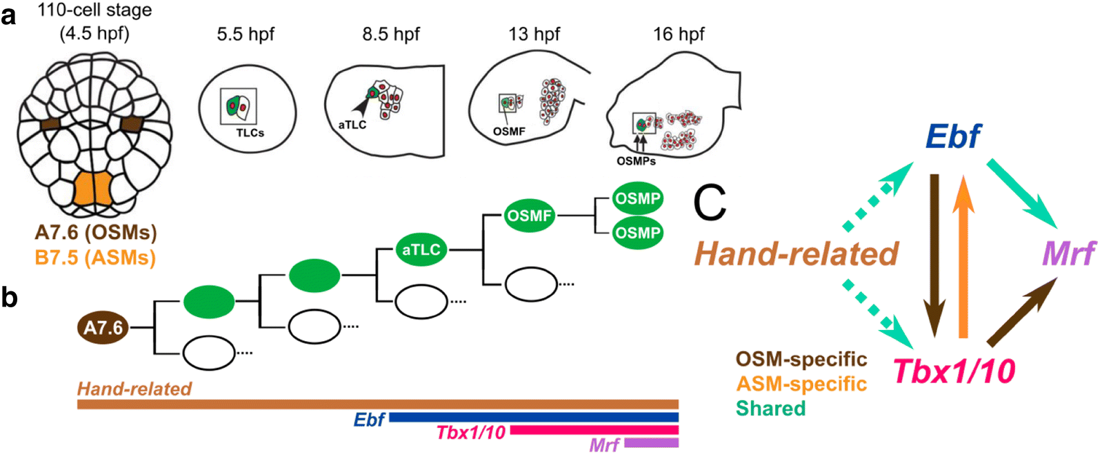 Fig. 10