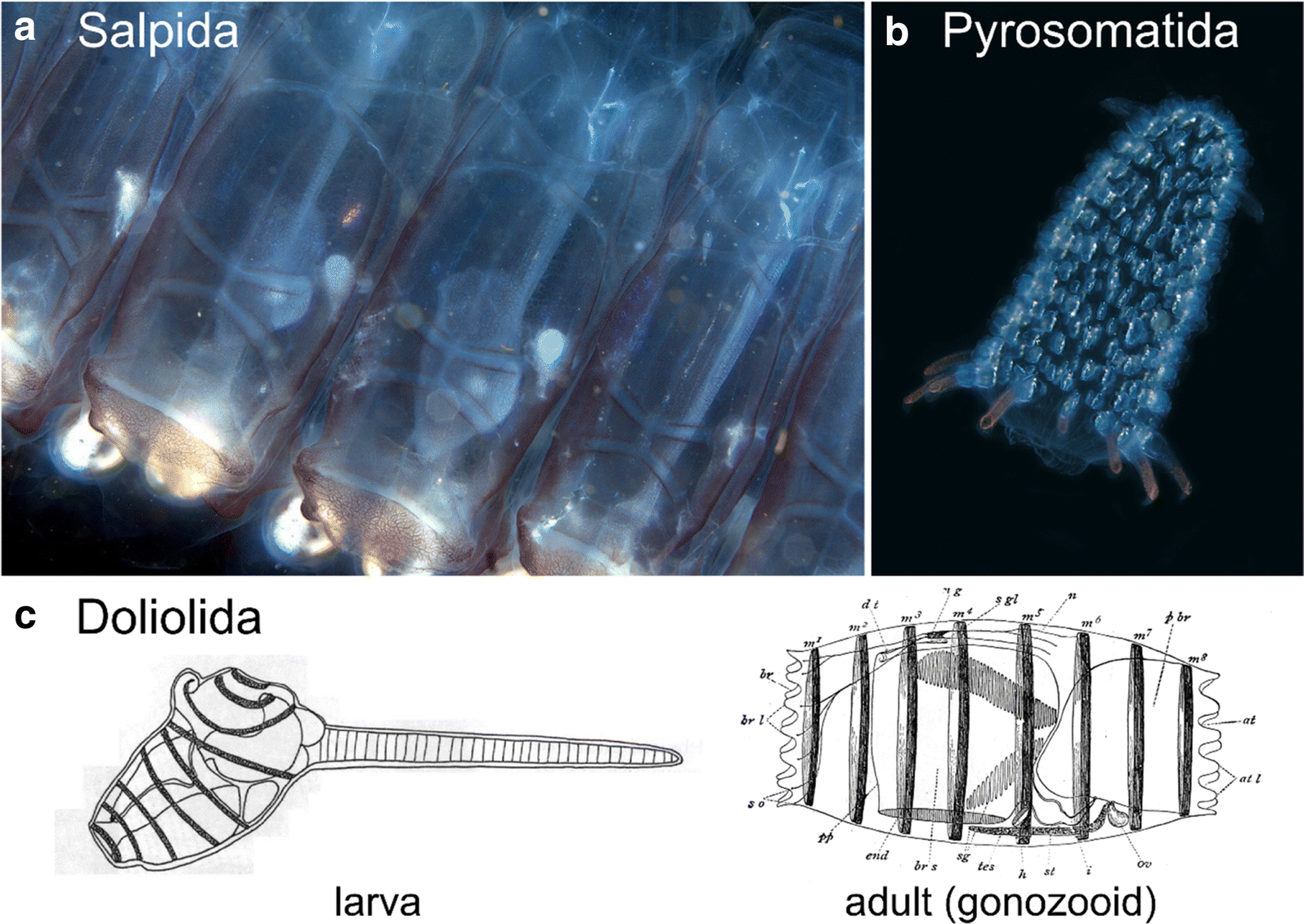 Fig. 13