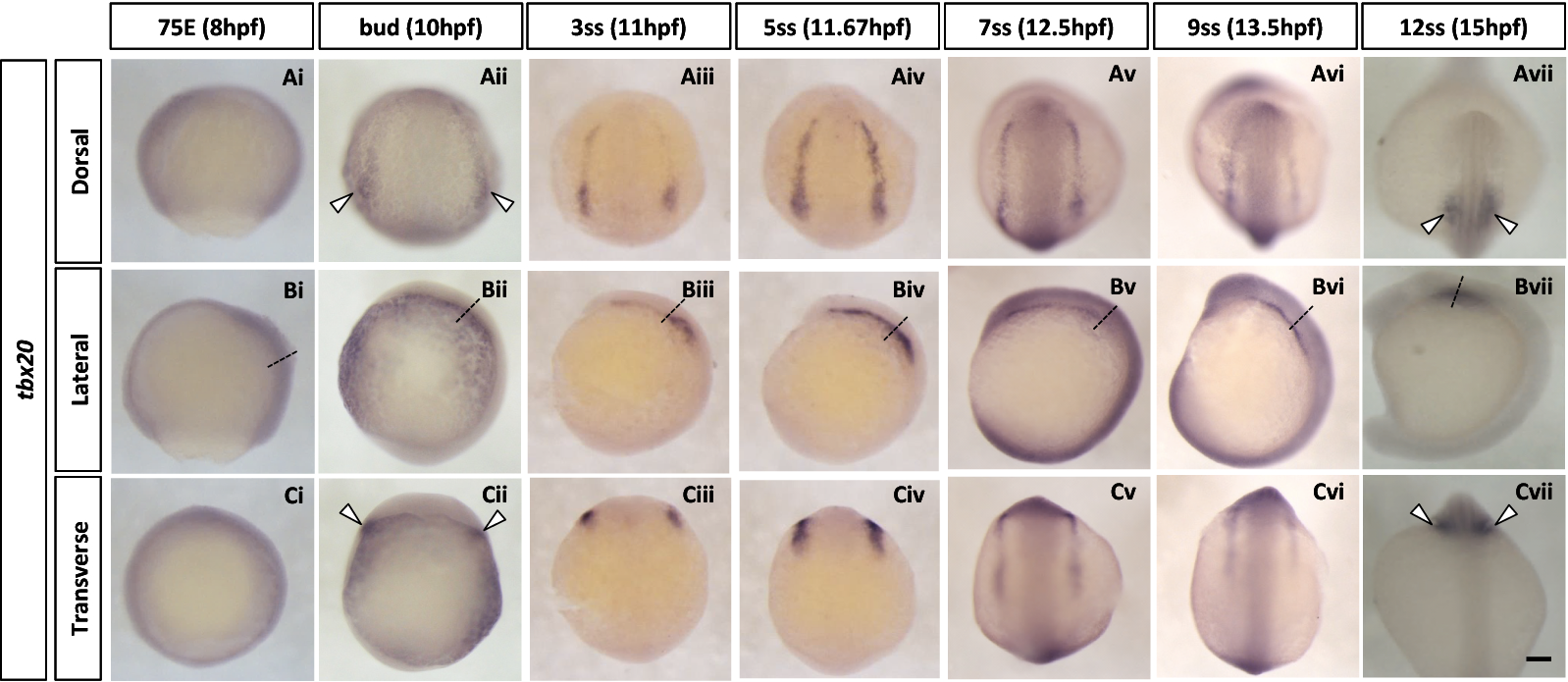 Fig. 4