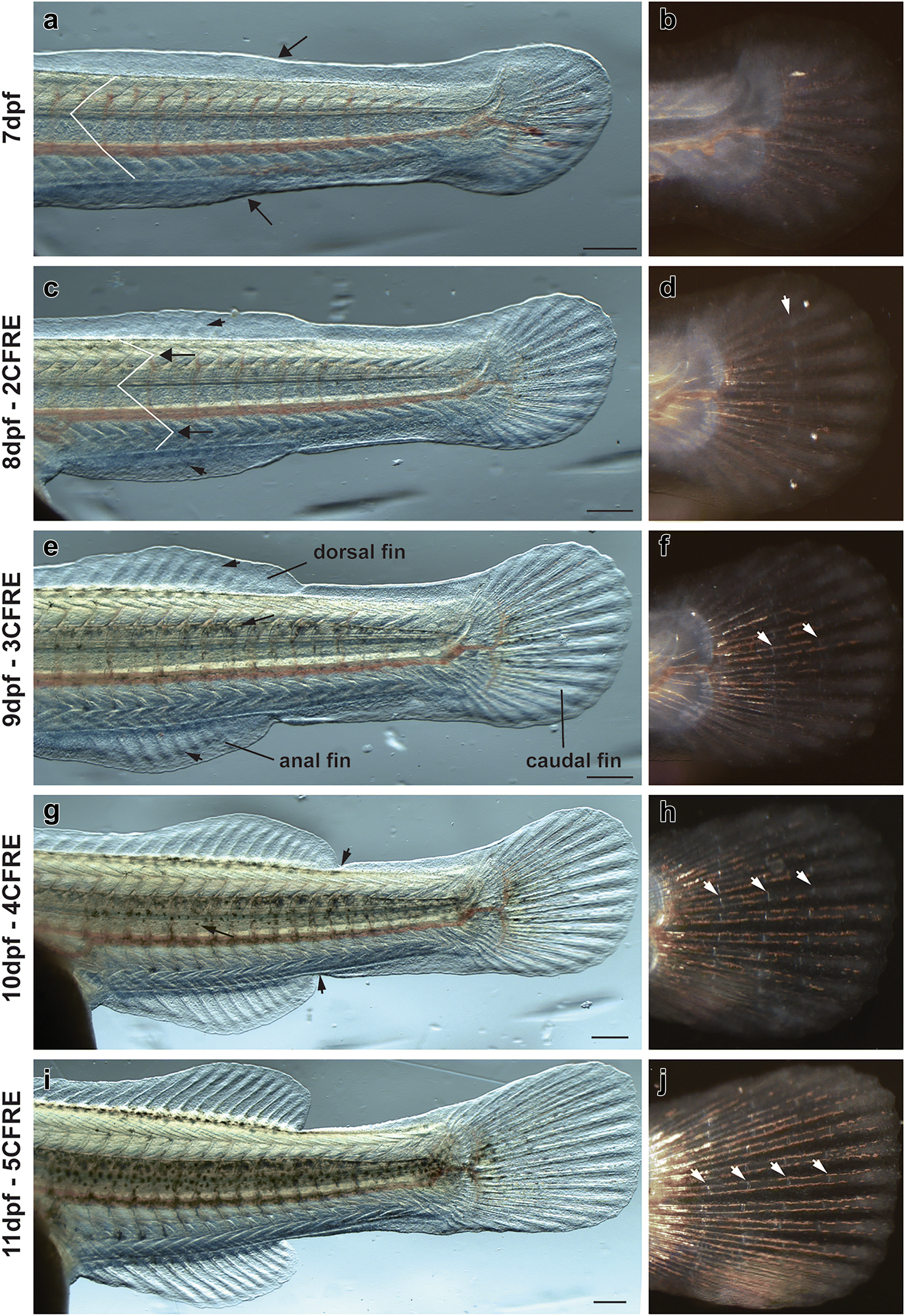 Fig. 3