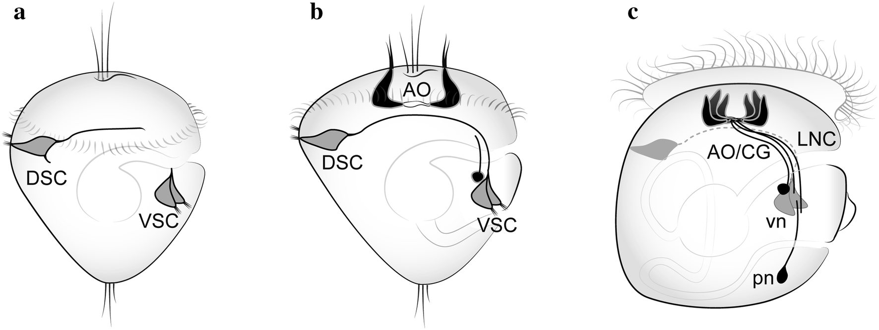 Fig. 2