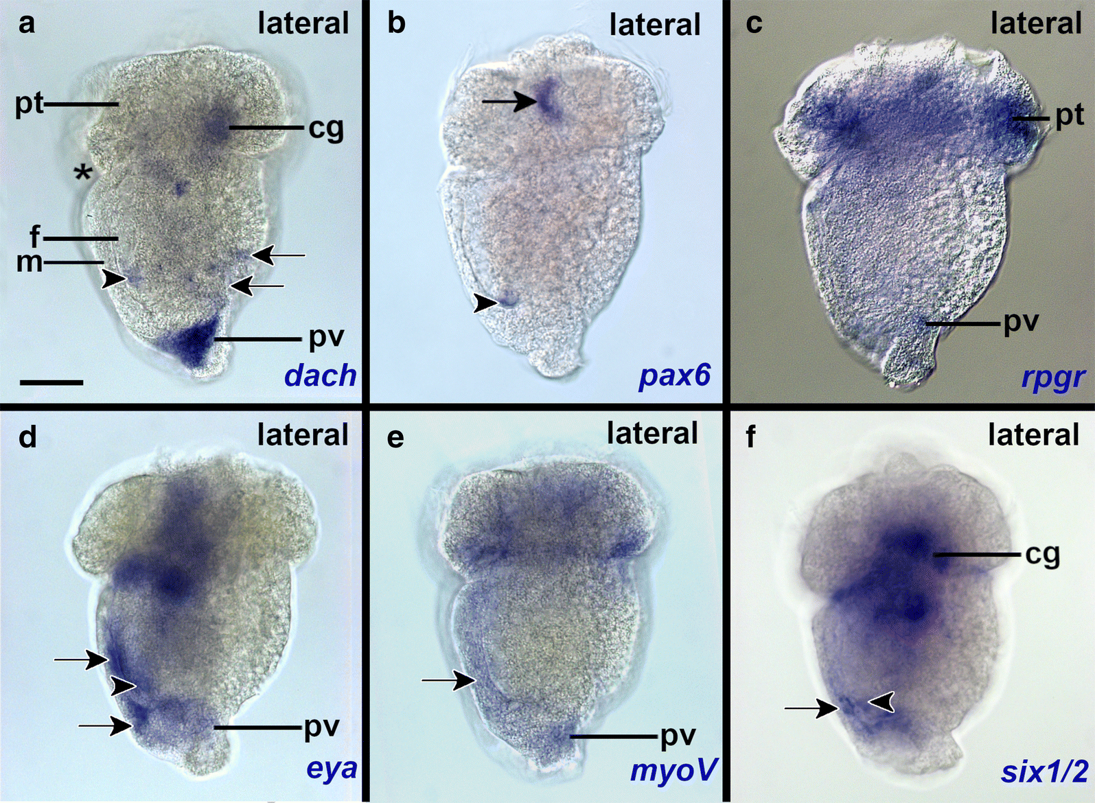 Fig. 5