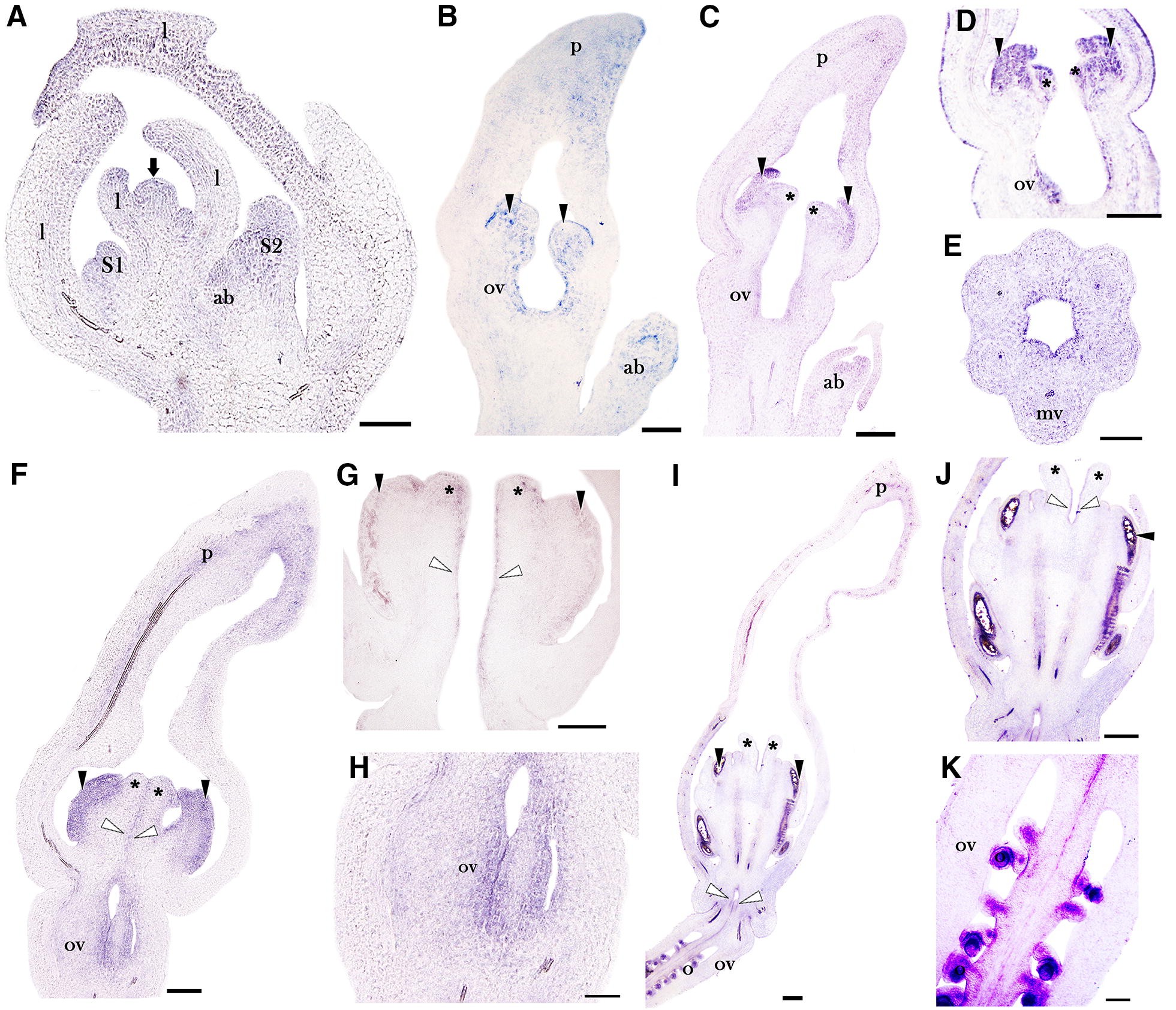 Fig. 5