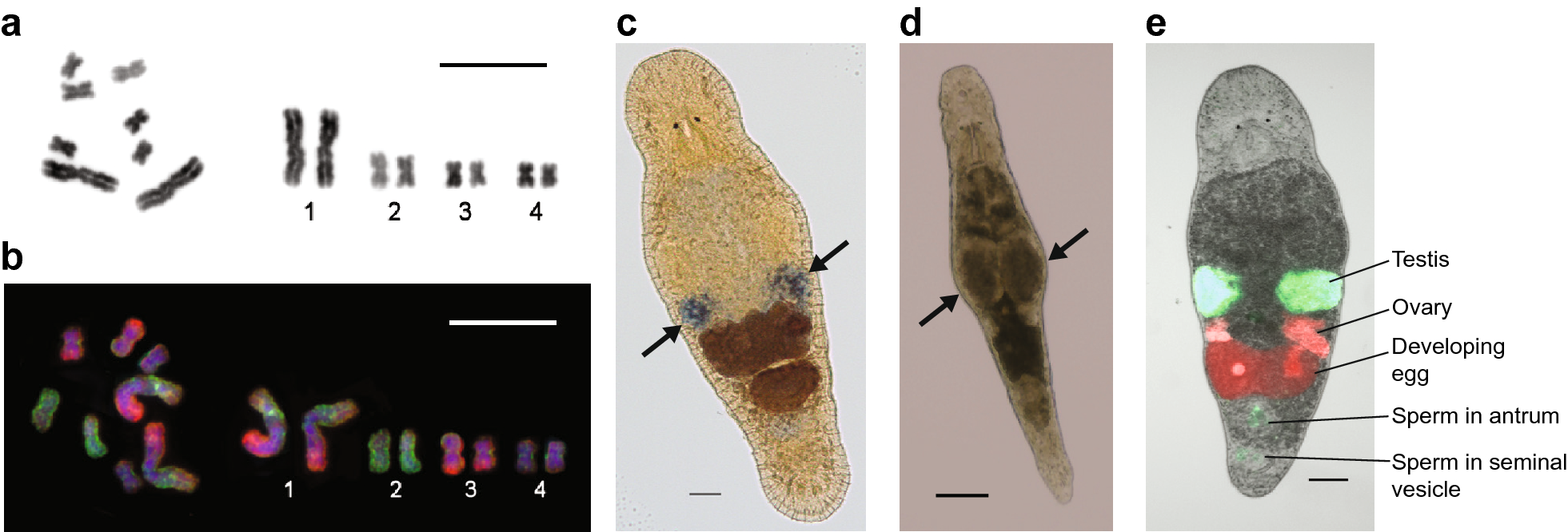 Fig. 4