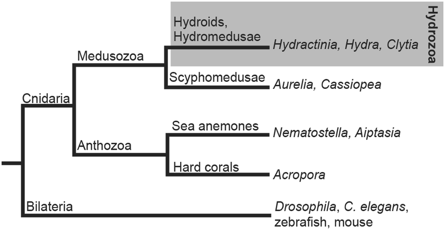 Fig. 2