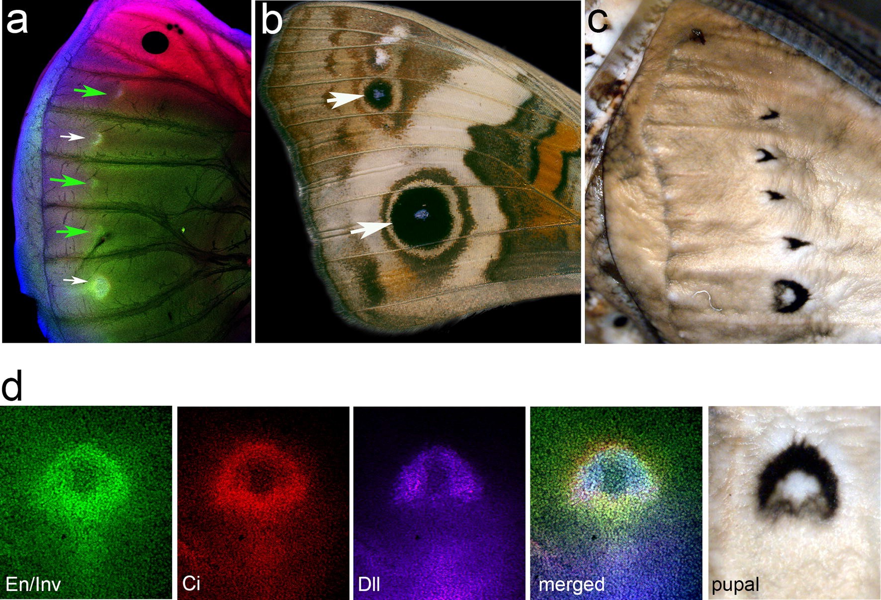 Fig. 2