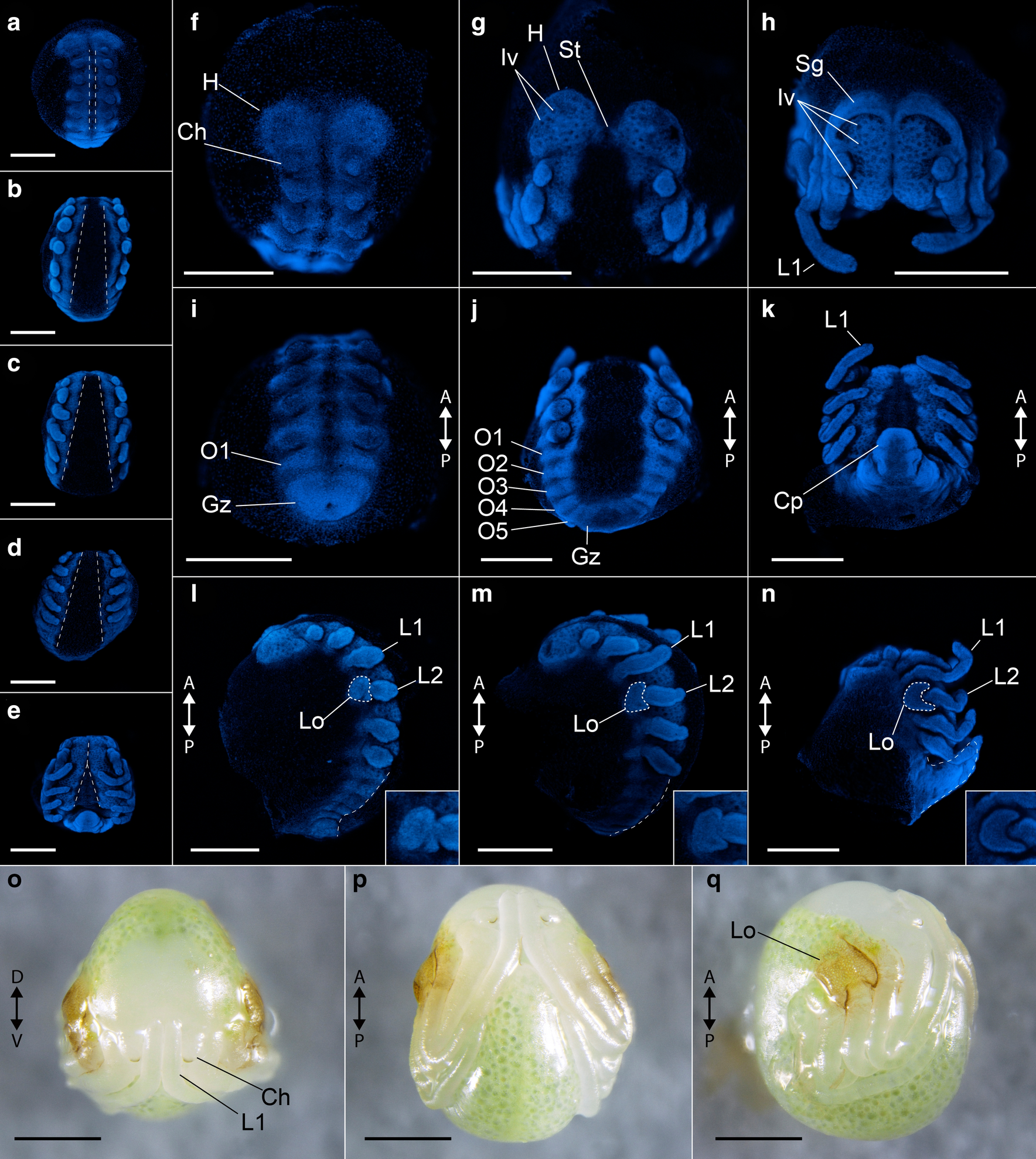 Fig. 2