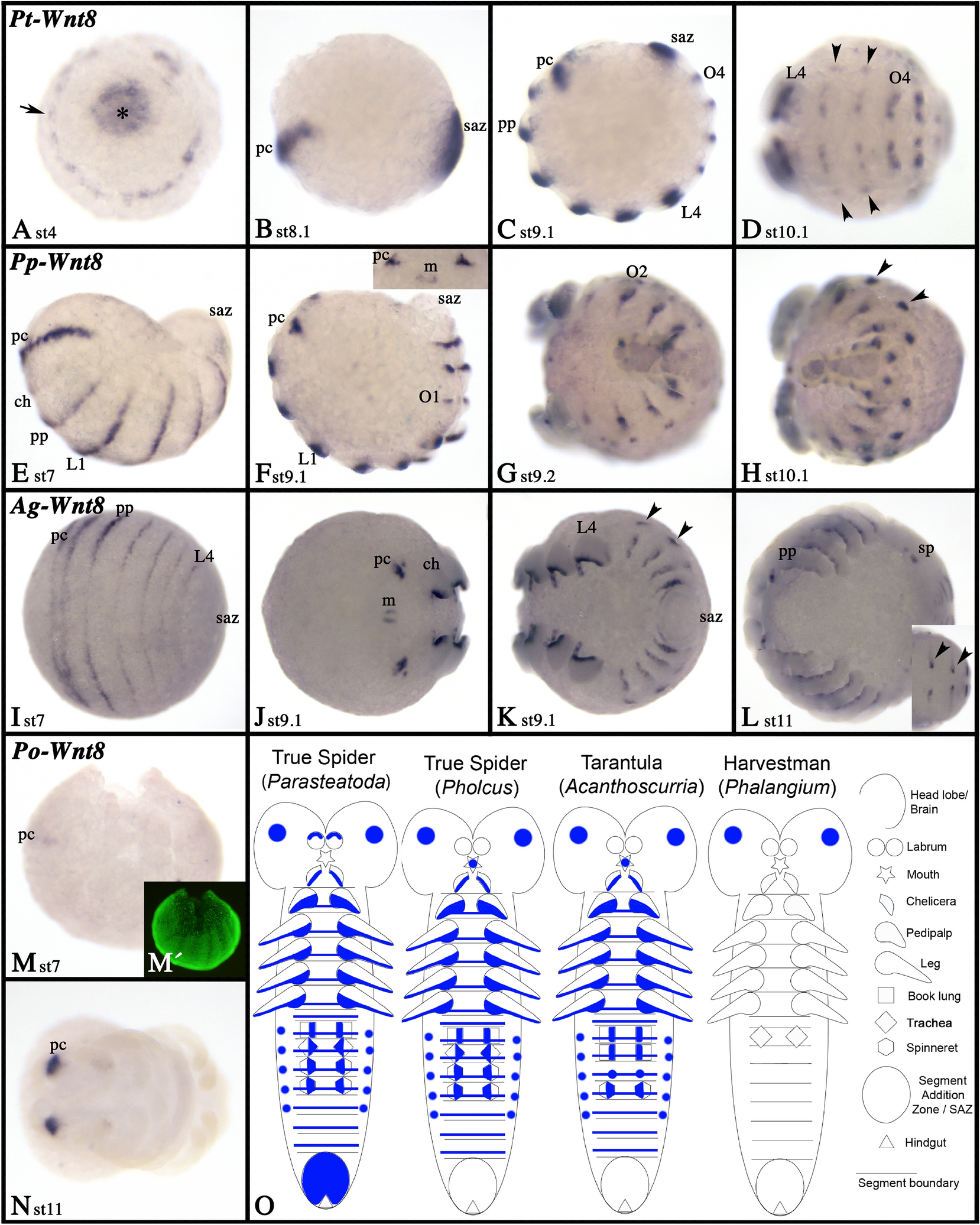 Fig. 12