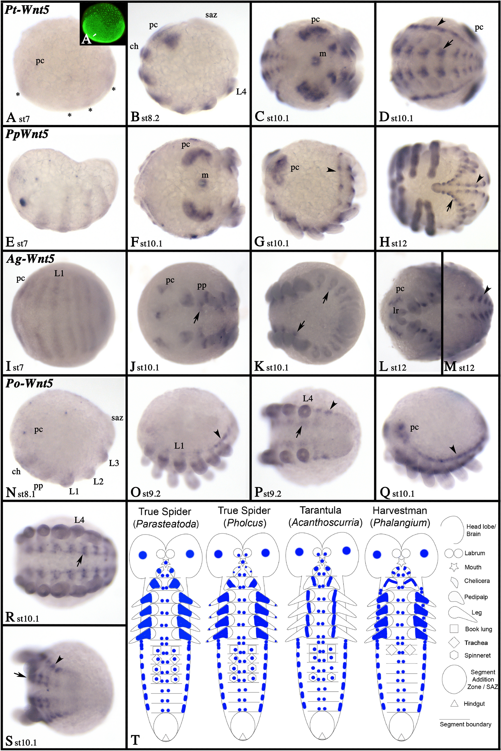 Fig. 8