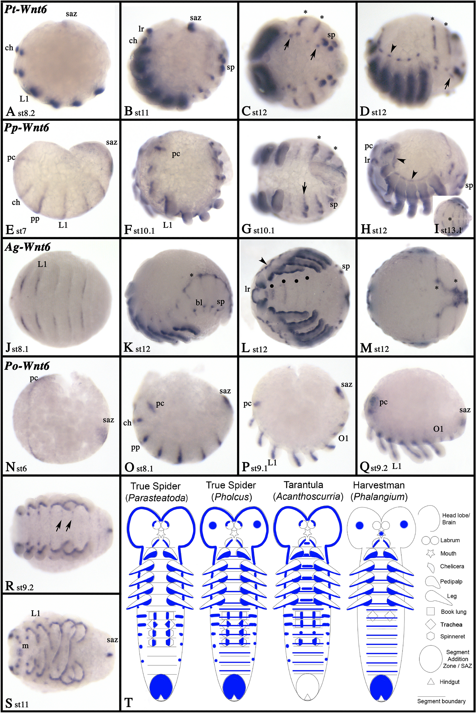 Fig. 9