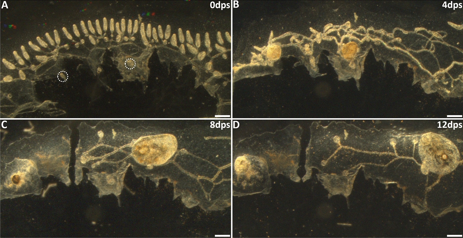 Fig. 10