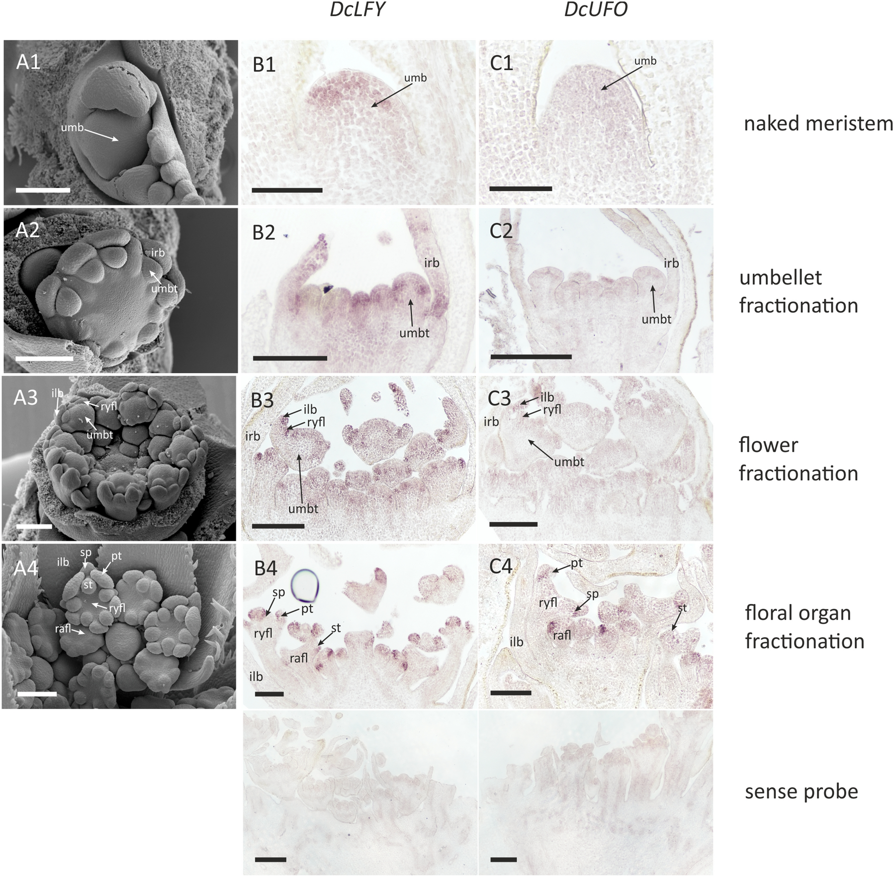 Fig. 9