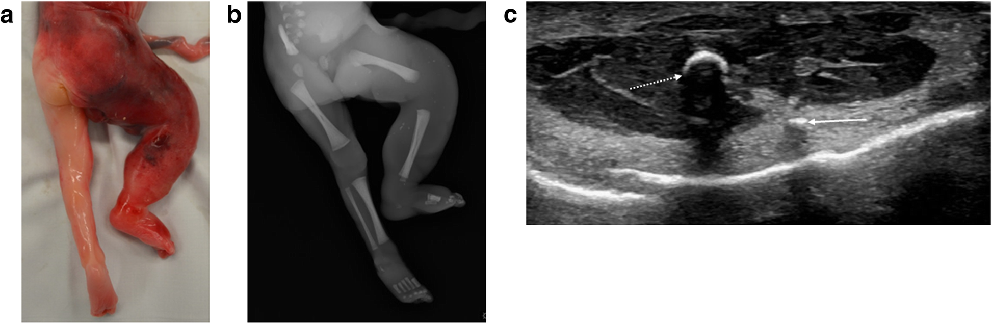 Fig. 24