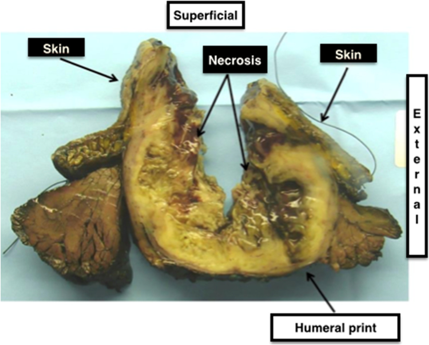 Fig. 5